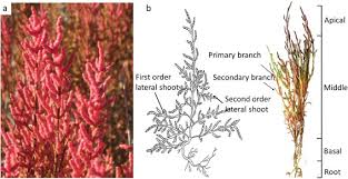 Image result for Sarcocornia decumbens