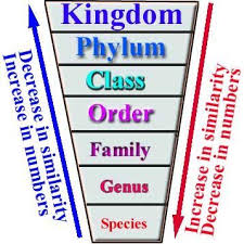 Animal Genus And Species Chart Toxonomy Of Living Things In 2020 6th Grade Science Teaching Biology Middle School Science
