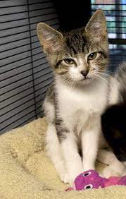 Kendrick Is A 2 Month Old Male Kitten Available For Adoption At Abandoned Animal Rescue In Tomball Tx Cat Adoption Cats Animals