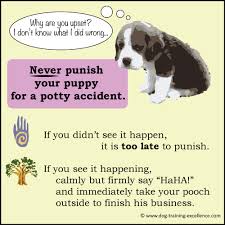 We did not find results for: How To Get Your Dog Potty Trained Cheap Buy Online