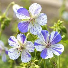 Image result for Geranium