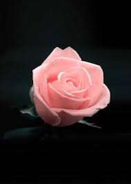 Are you looking for red roses with black background? Hd Wallpapers On Twitter Beautiful Image By Holiho Downloadtheapp Https T Co 3aztgzrbgu Flower Red Rose Black Background Minimal Macro Photooftheday Beautiful Wonderful Amazing Awesome Hdwallpapers Wallpapers Download Https T