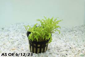 Image result for Pogostemon rogersii