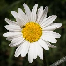 De wortelstok is meestal gedrongen en vertakt. Gewone Margriet Leucanthemum Vulgare Chrysanthemum Leucanthemum Witte Wilde Bloemen