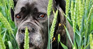 Das Sind Die Ungehorsamsten Hunderassen Mit Bildern Hunderassen Hunde Rassen Hunderassen Liste