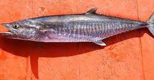 Indonesia sendiri merupakan negara yang menempati urutan pertama sebagai penghasil ikan tenggiri terbanyak di dunia sejak tahun 1984. Melek Perikanan Ikan Tenggiri Klasifikasi Morfologi Habitat Dll