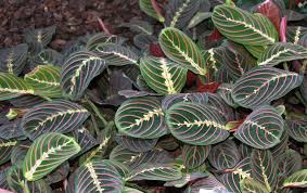 Bathrooms and kitchens are great places for them. Prayer Plant Care Growing The Maranta Plant Epic Gardening
