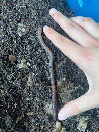 1lb red wiggler worms $ 49.95 $ 48.95 sale; Can You Buy Earthworms At Petsmart