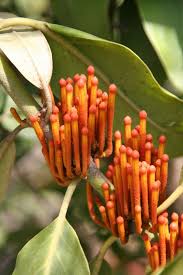 Image result for Phragmanthera usuiensis