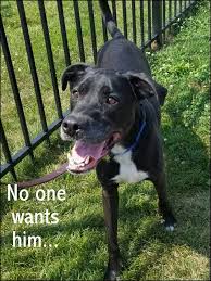 Help make the transition, as smooth as possible. Desperate Dogs Of Long Island Home Facebook