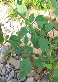 Image result for Boerhavia erecta