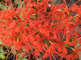 Maybe you would like to learn more about one of these? Favorite Plants Of Fall Finegardening