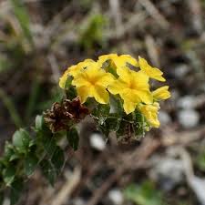 Image result for Euploca ovalifolia