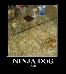Ninja Dog Funny Dog Memes Funny Dogs Dog Memes