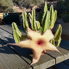 Image result for Stapelia gigantea
