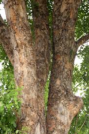 Image result for Secamone stuhlmannii