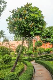 Image result for Barringtonia asiatica