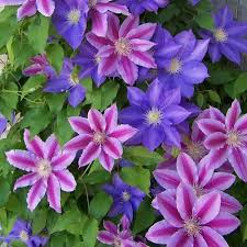 Сорта клематисов цветущие всё лето! Clematis Hybrids Assorted Pb6 5