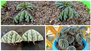 Now it's time to grab that. Peperomia Caperata Propagation How To Grow Peromia From Leaves Peperomia Plant Youtube
