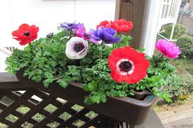 風の花 前編 Anemone イチリンソウ属 東アジア植物記 読みもの サカタのタネ 家庭菜園 園芸情報サイト 園芸通信