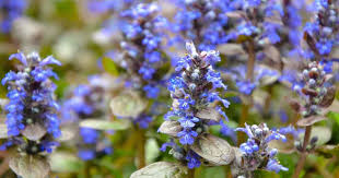 Ajuga a popular ground cover plant that spreads quickly by runners. Growing Ajuga Reptans Caring For Perennial Bugleweed Ground Cover