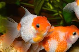 Siapkan aquarium berukuran panjang 80 cm, lebar 40 cm, serta tinggi 40 cm. 6 Cara Budidaya Ikan Koki Untuk Pemula Cepat Besar Nona Ternak