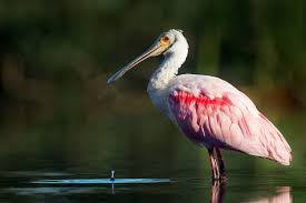 A Winter Month With Florida Wildlife By Ray Hennessy Wildlife Florida Vacation Wildlife Photography