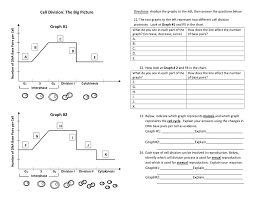 Cell Division Graphing