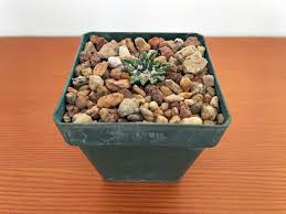 Image result for Kotschya carsonii