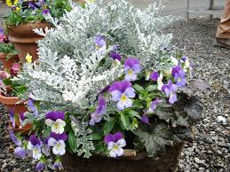 Winter Flowering Container Ideas Pansies Dusty Miller And Black Ajuga Winter Container Gardening Fall Container Gardens Pansies Flowers