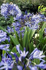 Agapanthus Praecox Giganteus Agapanthus Agapanthus Praecox Plants