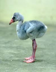 Baby Bird With Large Beak Baby Flamingo Cute Animals Animals Cute Baby Animals