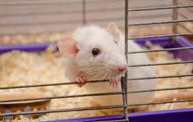 Check spelling or type a new query. Can Biotechnology Reduce Animal Testing In Medicine