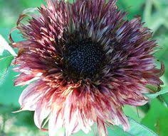 Pin On Flowers For My Garden