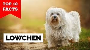 T he löwchen stands up to 13 inches (33 cm) tall at the shoulder. Lowchen Top 10 Facts Youtube