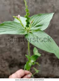 Image result for Spigelia anthelmia