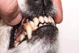 Take note that a dry food diet is only one of the strategies you can do. Cleaning Plaque Off Dog Teeth How To Do It Exactly