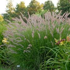 Check spelling or type a new query. Pennisetum Orientale Karley Rose Zomer In 2021 Warm Season Grass Fountain Grass Hardy Perennials