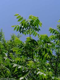 Juglans Cinerea Butternut Minnesota Wildflowers In 2020 Leaf Identification Plant Identification Wild Flowers