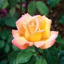 Peace Rose Rosa Peace Is One Of The Most Beloved Roses It S Also The Most Widely Planted Hybrid Tea In The World Hybrid Tea Roses Glowing Flowers Tea Roses