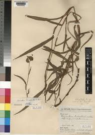 Image result for Commelina schweinfurthii