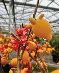 Image result for Solanum mammosum