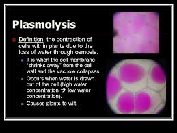 Maybe you would like to learn more about one of these? Plant Cells Tissues Plant Cells Plant Cells Have A Few Unique Organelles Vacuoles Plastids E G Chloroplasts Cell Wall Ppt Download