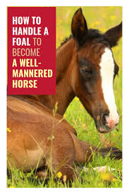 How To Handle A Foal To Become A Well Mannered Horse Foals Horses Baby Horses