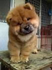 the most beautiful baby chow chow