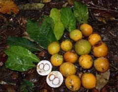 Image result for Pouteria altissima