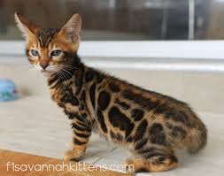 Their golden shimmer comes from their leopard cat ancestry, and their coats may show spots, rosettes, arrowhead markings, or marbling. Looking For Bengal Cats For Sale The Best Priced Snow Bengal Kitten Breeders In Miami Florida Los Angeles California Exotic Cats For Your Home