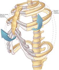 Anatomy of ribs and sternum. The Anatomy Of The Ribs And The Sternum And Their Relationship To Chest Wall Structure And Function Sciencedirect