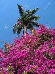 Check spelling or type a new query. Palm Tree With Flowers In Florida Stock Photo Picture And Royalty Free Image Image 125228191