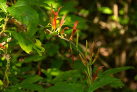 Image result for Anisotes sessiliflorus